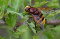 Volucella zonaria