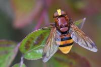 Volucella zonaria