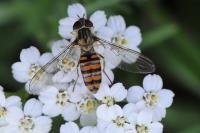 Episyrphus balteatus