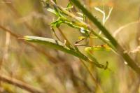 Mantis religiosa