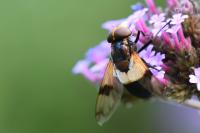 Volucella pellucens