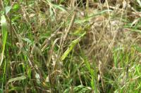 Mantis religiosa
