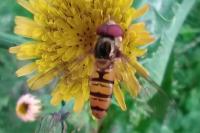 Episyrphus balteatus