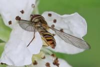 Episyrphus balteatus