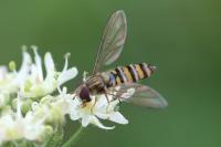 Episyrphus balteatus