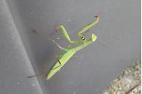 Mantis religiosa
