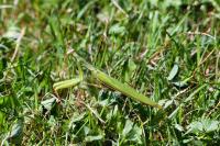 Mantis religiosa
