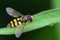 Eupeodes latifasciatus