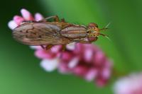 Ilione albiseta