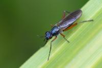 Sepedon sphegea