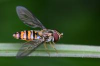 Episyrphus balteatus
