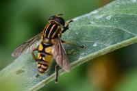 Helophilus pendulus