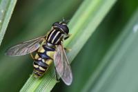 Helophilus pendulus