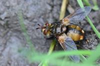 Tachina fera
