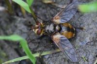 Tachina fera