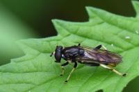 Xylota sylvarum