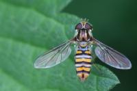 Episyrphus balteatus
