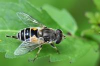 Eristalis arbustorum
