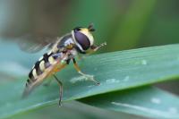 Eupeodes corollae