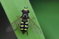 Eupeodes corollae