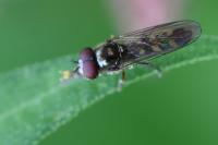 Platycheirus scutatus