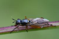 Sepedon sphegea