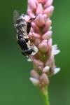 Syritta pipiens