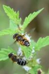 Eristalis nemorum