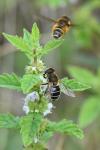 Eristalis nemorum