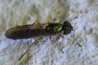 Sargus bipunctatus