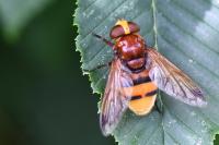 Volucella zonaria