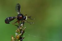 Physocephala vittata