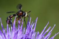 Physocephala vittata