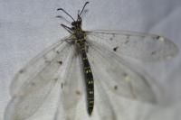 Distoleon tetragrammicus
