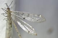 Distoleon tetragrammicus