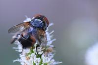 Phasia aurigera