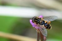 Eurimyia lineata