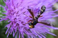 Physocephala vittata