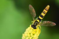 Sphaerophoria scripta