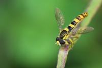 Sphaerophoria scripta