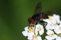 Phasia aurigera