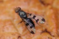 Geomyza tripunctata