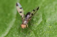 Geomyza tripunctata