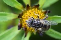 Eristalinus aeneus