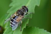 Eristalis arbustorum