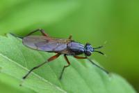 Sepedon sphegea