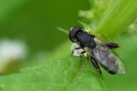 Syritta pipiens