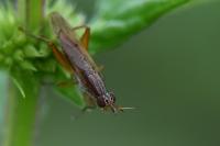 Sepedon spinipes