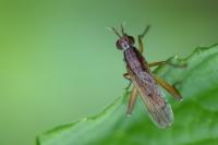 Sepedon spinipes