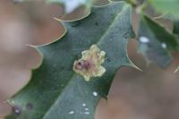 Phytomyza ilicis